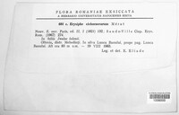 Golovinomyces cichoracearum image